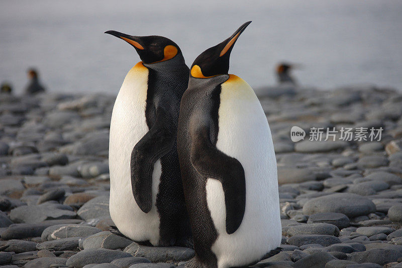 两只帝企鹅紧紧地站在一起