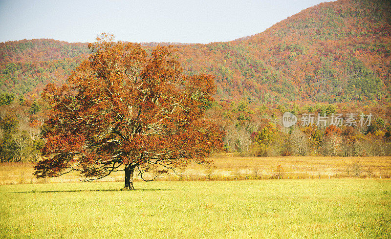 田野里的孤树，大烟山，卡德斯湾