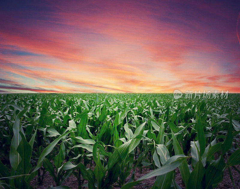 堪萨斯玉米田的强烈日落