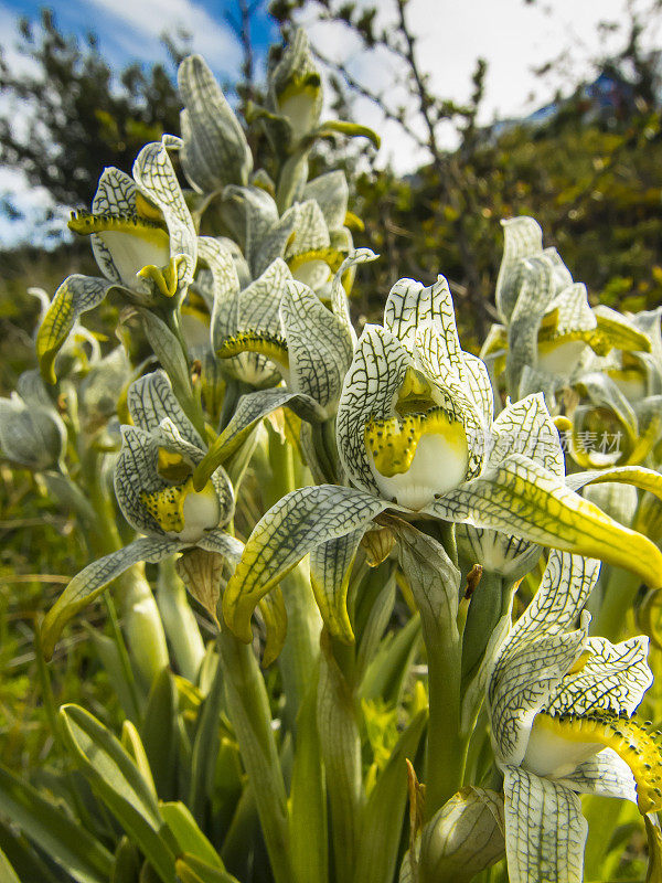 绿硫菌magellanica