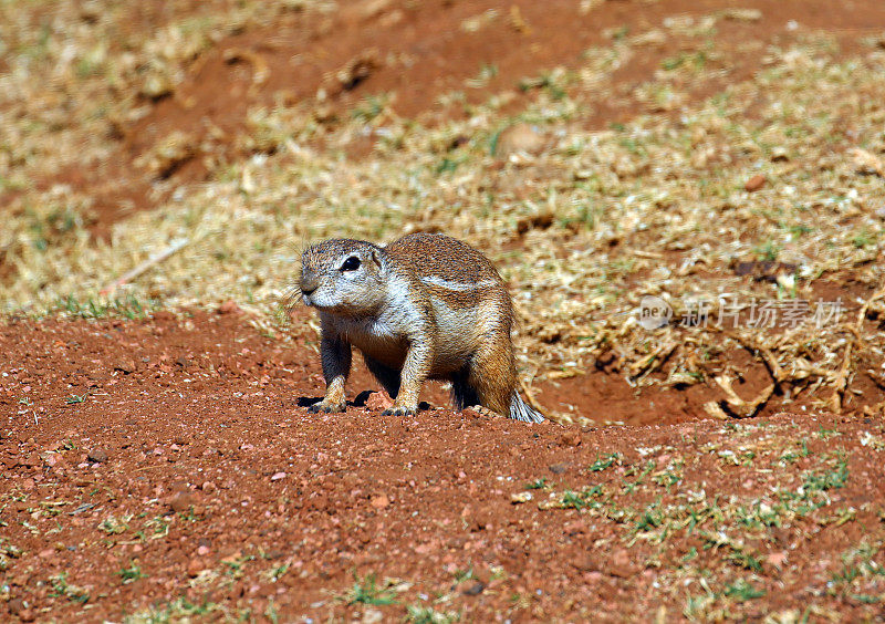 南非:非洲地松鼠