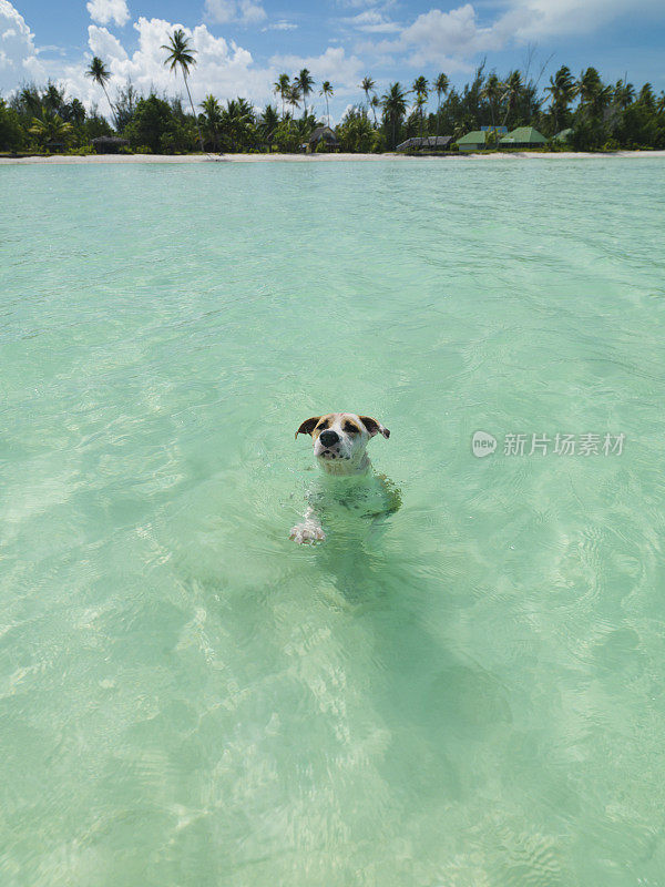 可爱的狗在泻湖游泳