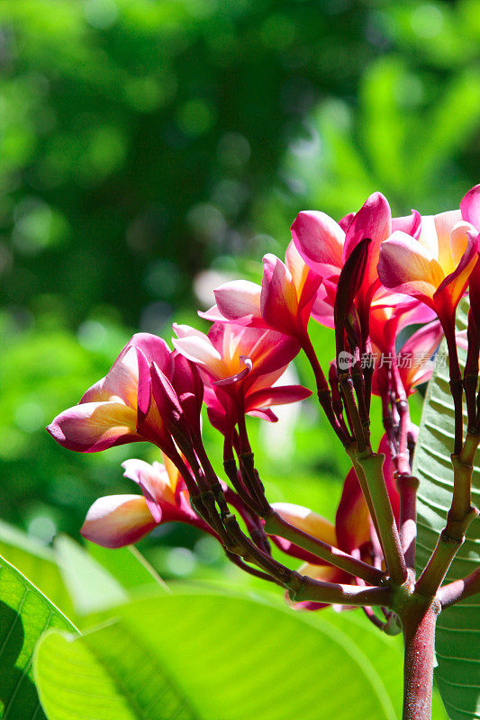 鸡蛋花花Plumeria