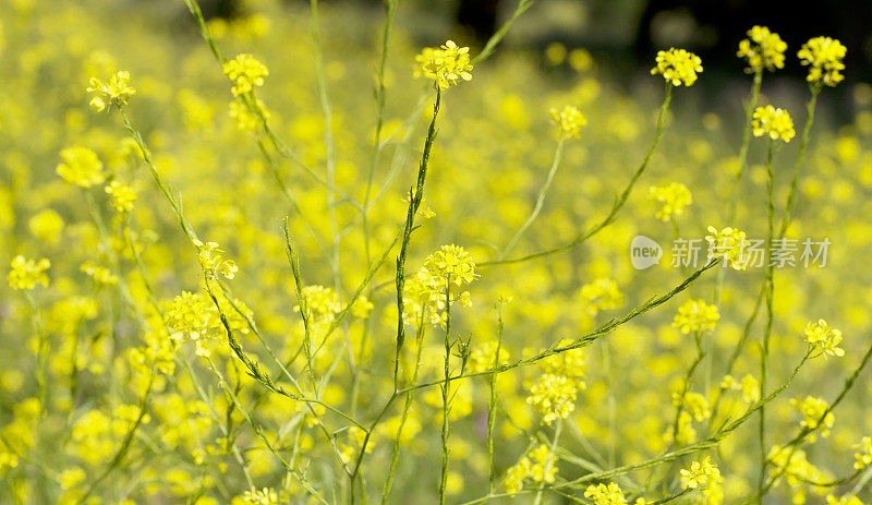 黑芥末(黑芸苔)