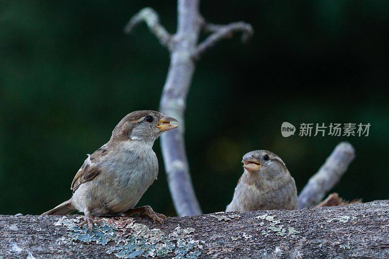 午餐时间