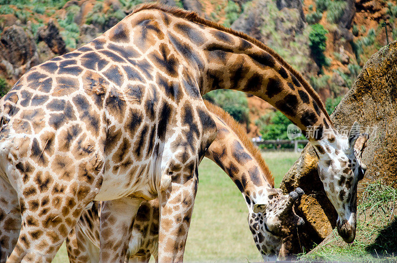 网状长颈鹿肯尼亚桑布鲁国家公园