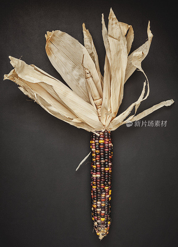 彩色和装饰印第安玉米