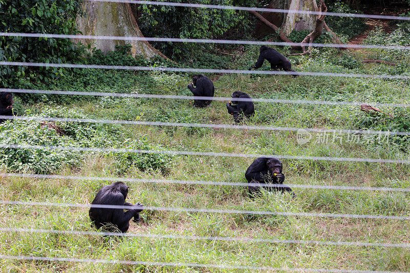 乌干达:黑猩猩在Ngamba(黑猩猩)岛上吃东西