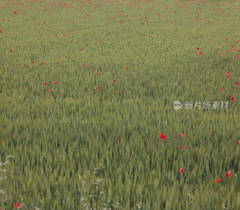 麦田