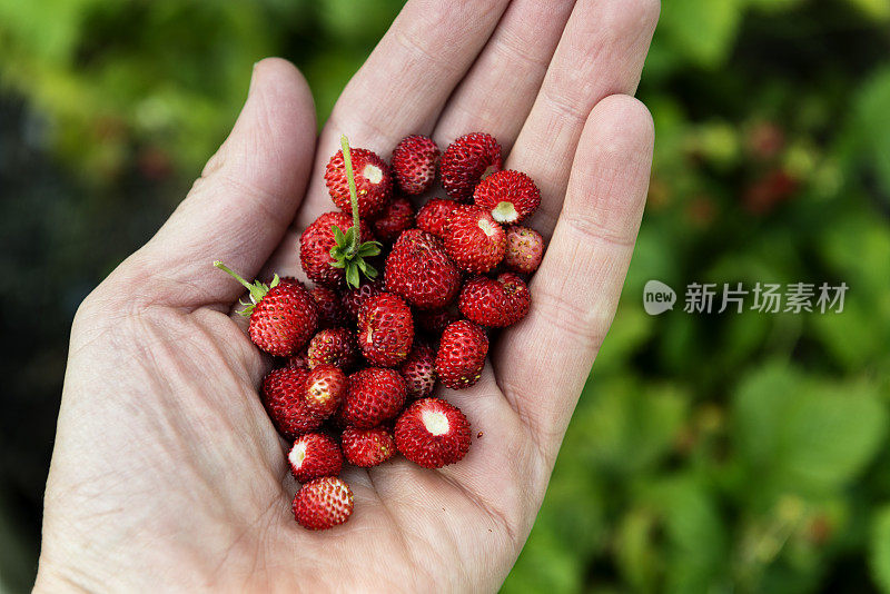 野草莓