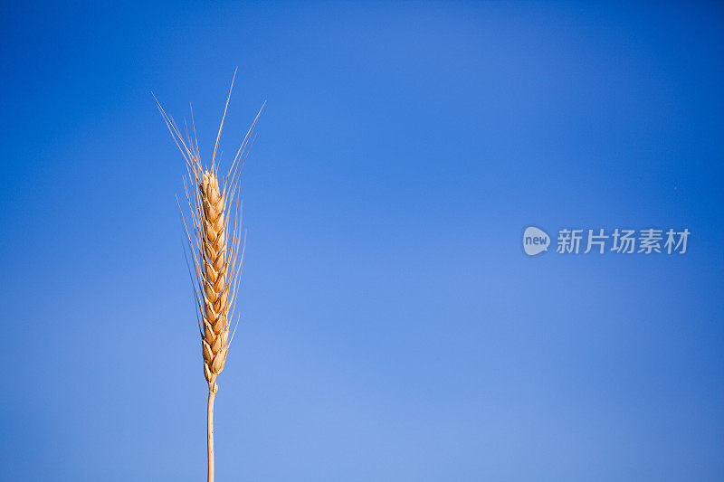 夏季小麦