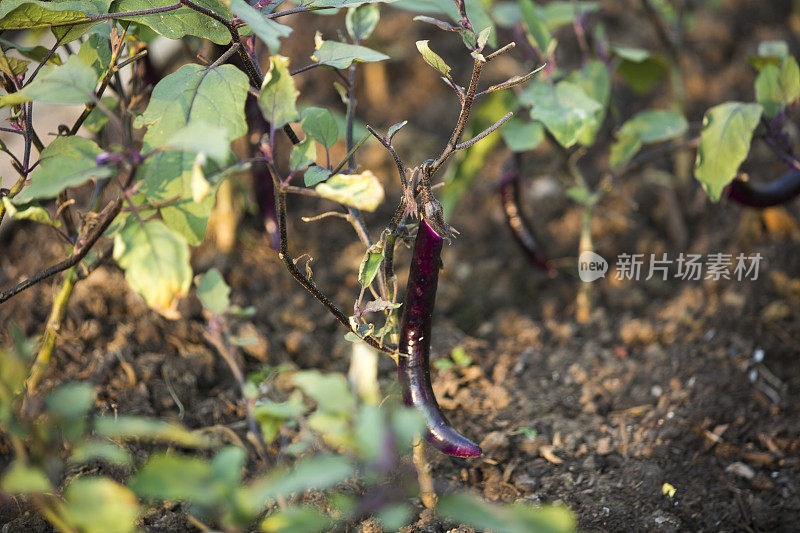 茄子在植物