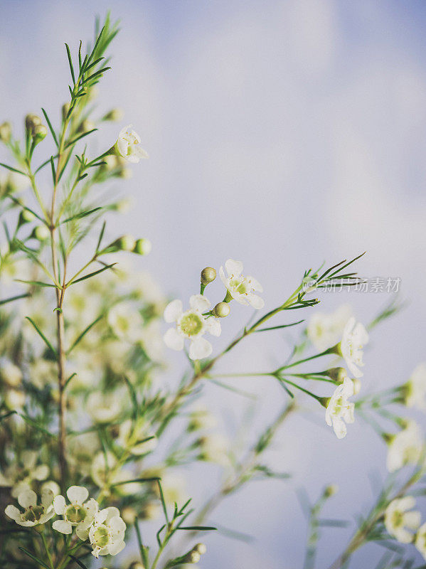 精致美丽的新鲜蜡花映衬着蓝色的背景