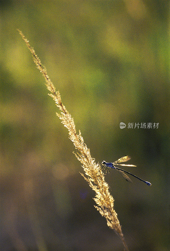 蜻蜓在黄草的小穗上