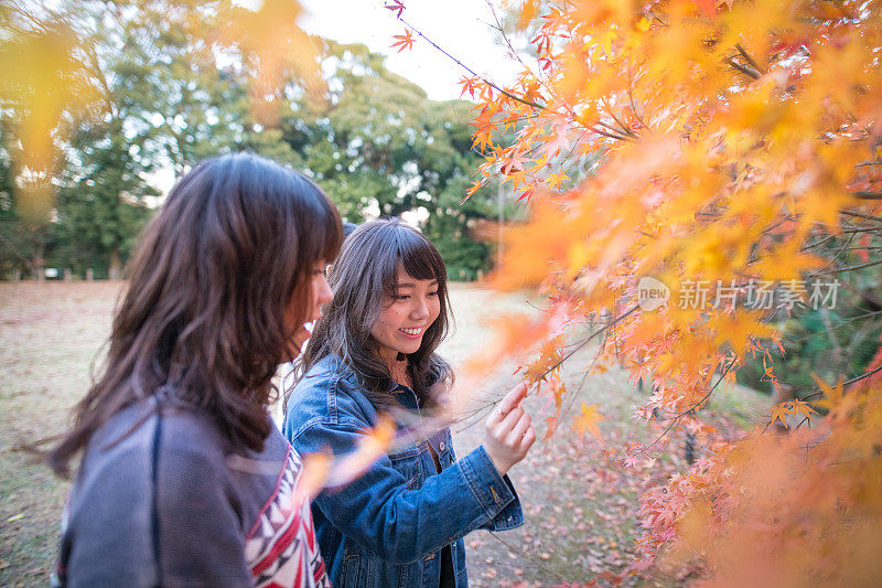 日本年轻女孩触摸秋天的树叶