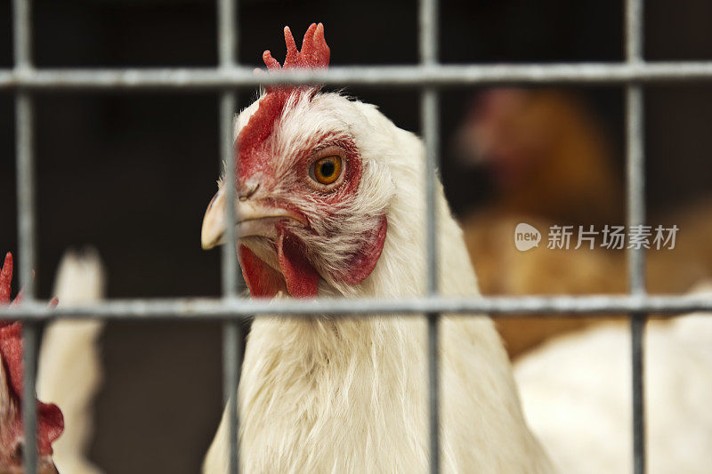 特写白母鸡在一个笼里与洒水器。