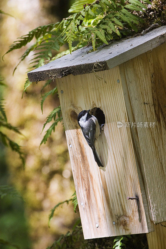 山雀在birdbox