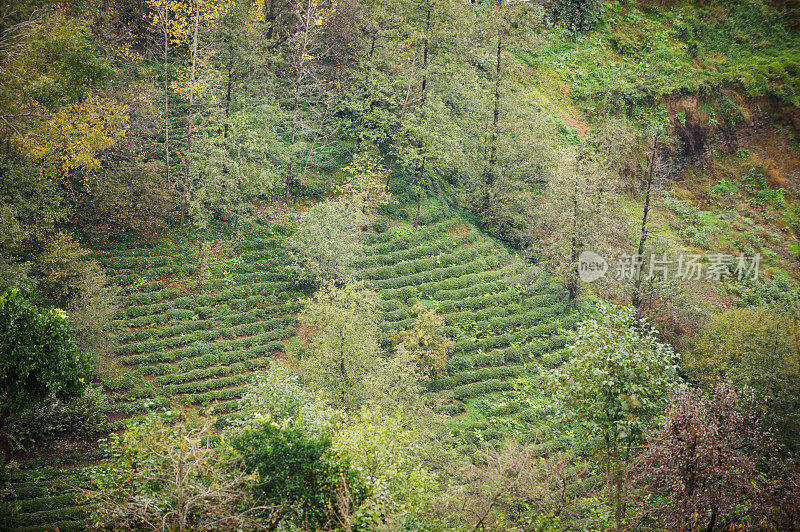 土耳其的茶叶种植园