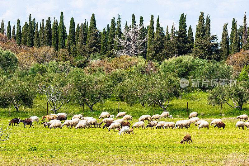 羊群的羊