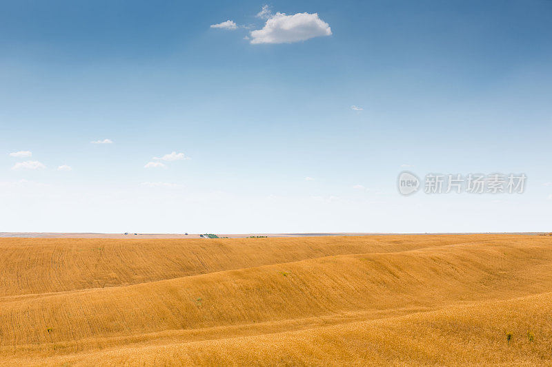 小麦植株