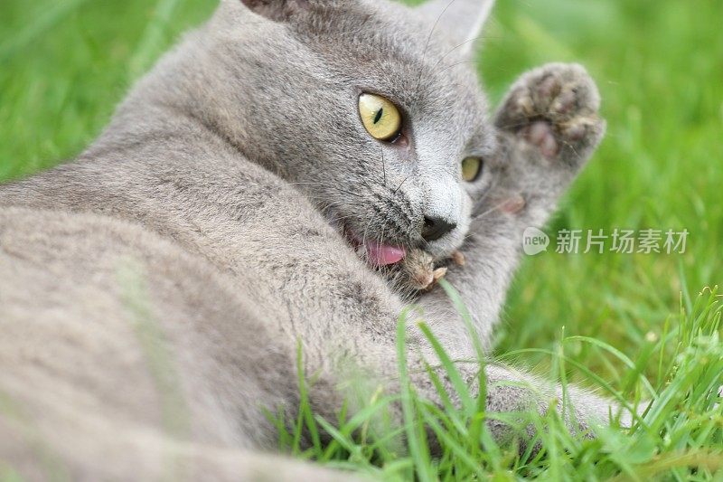 猫吃老鼠