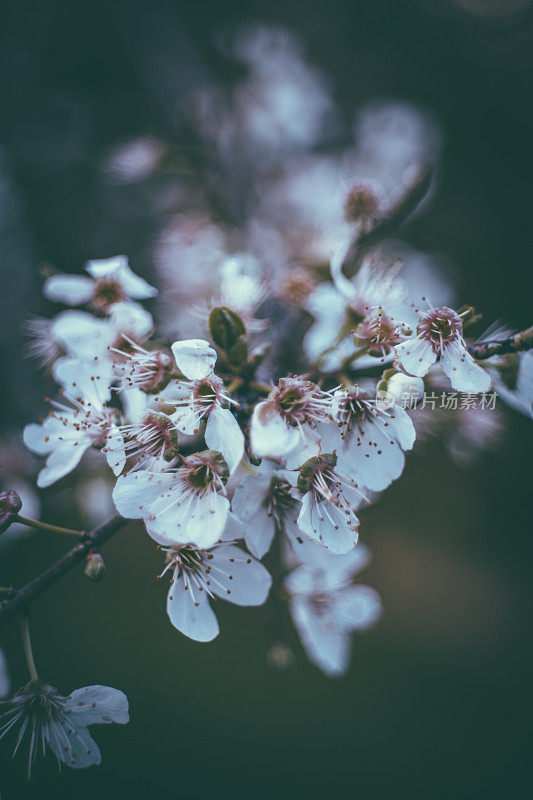 杏仁树开花