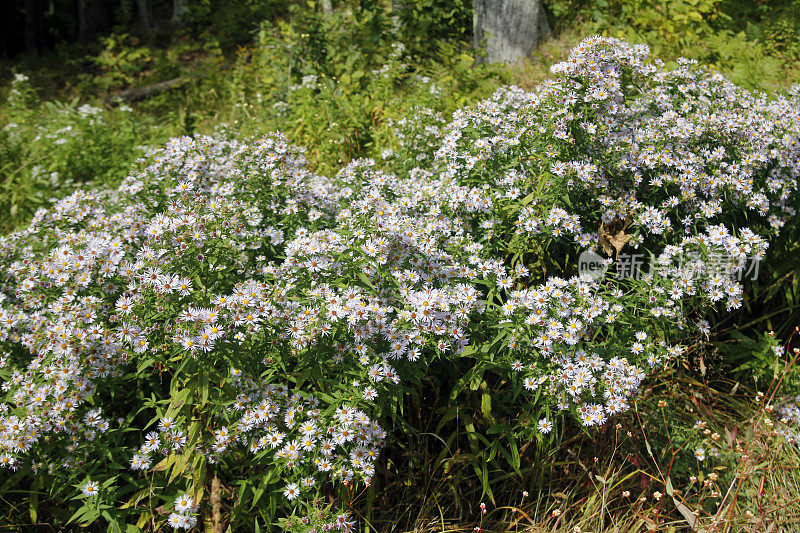 野外开花植物特写