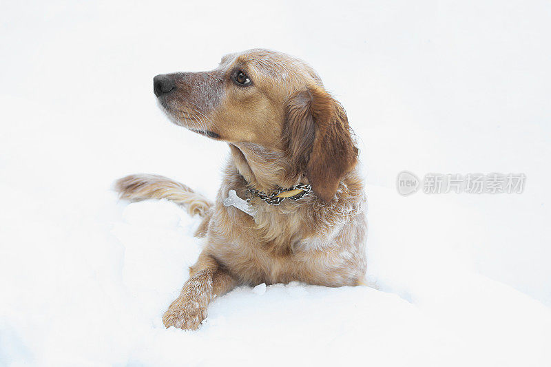 雪地上的布列塔尼犬