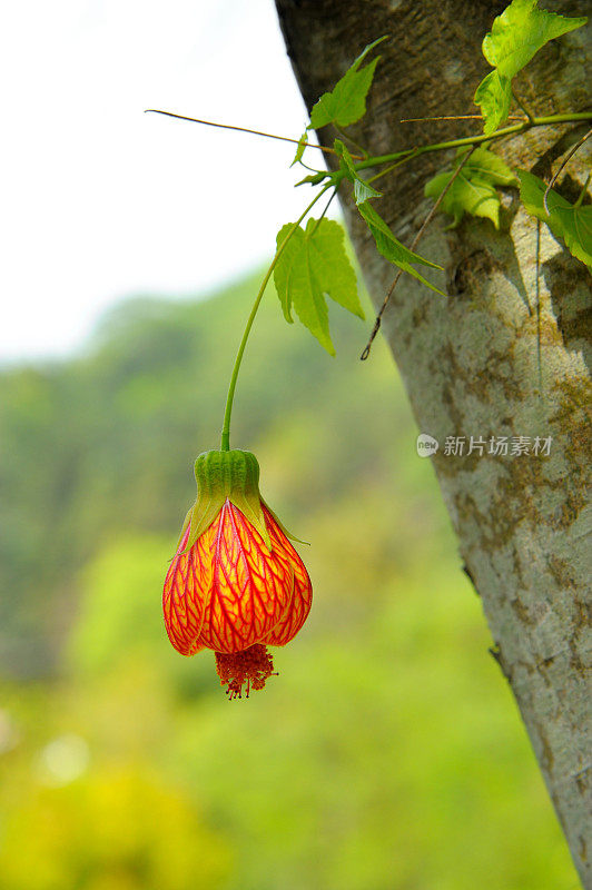 红色青麻花