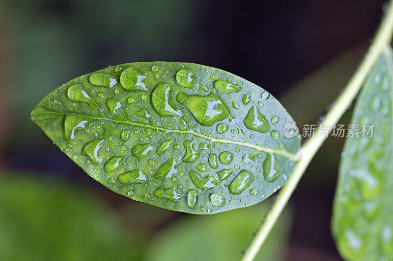 雨后的蓝莓叶子