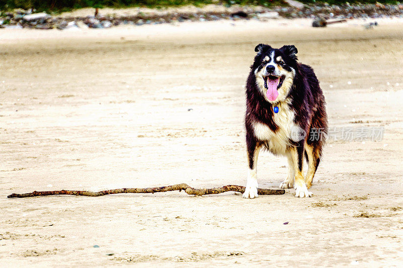 带着木棍的博德牧羊犬站在沙滩上