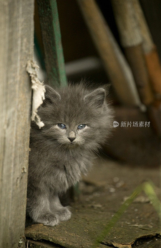 可爱的灰色小猫在花园小屋