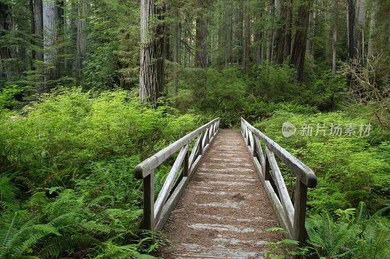 森林人行桥