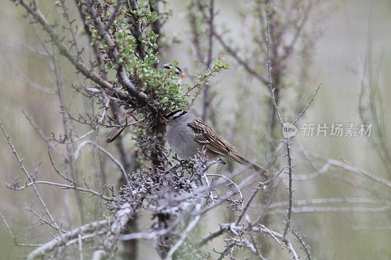 油木丛中的白冠麻雀(白冠白冠麻雀)