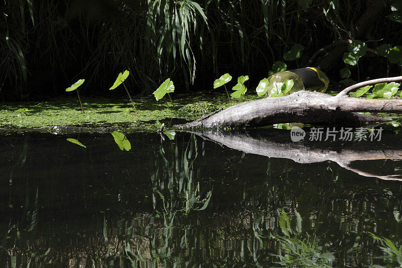 流动的印象河边的绿叶倒映在暗色的水中