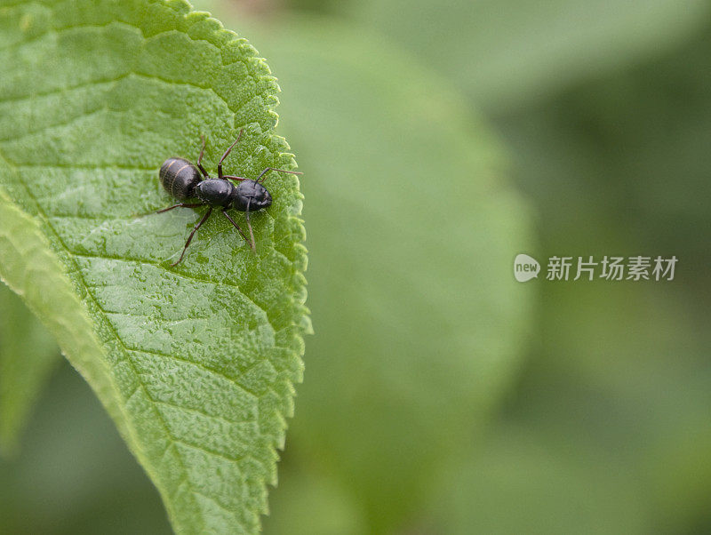 树叶上的木匠蚂蚁女王