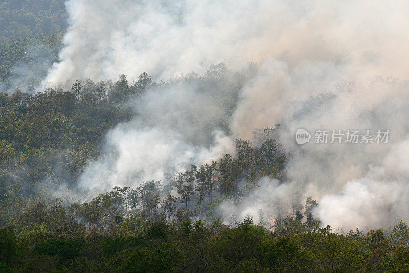 热带森林火灾