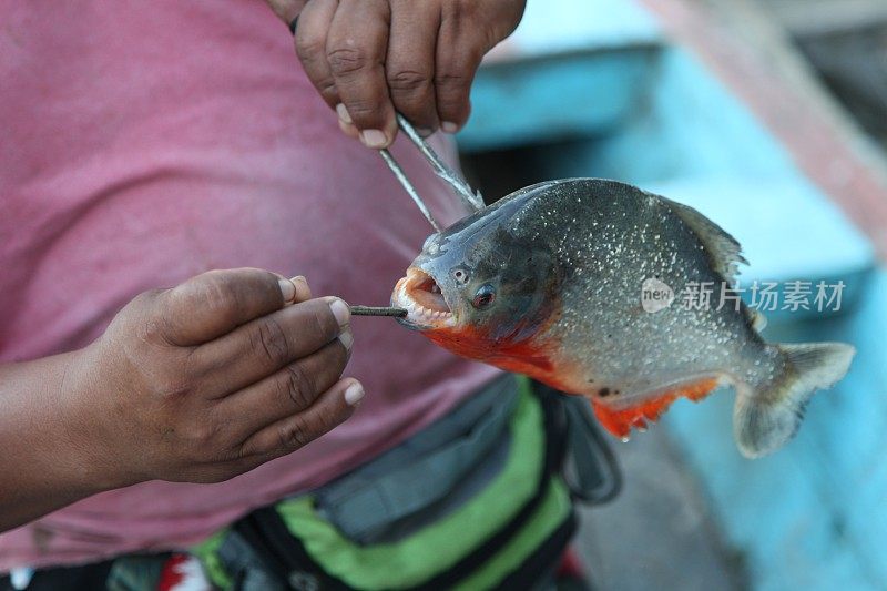 嘴张着的食人鱼