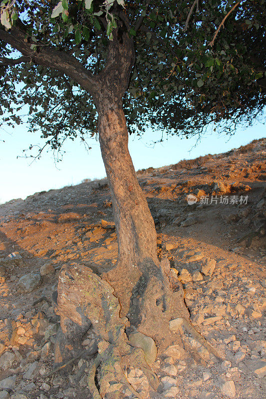 安息香树原产于以色列和中东