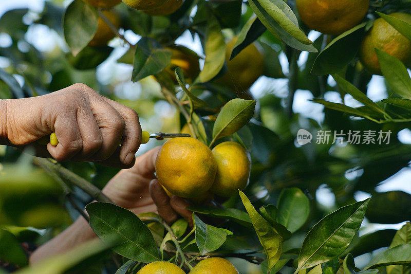 从树上采摘新鲜橙子