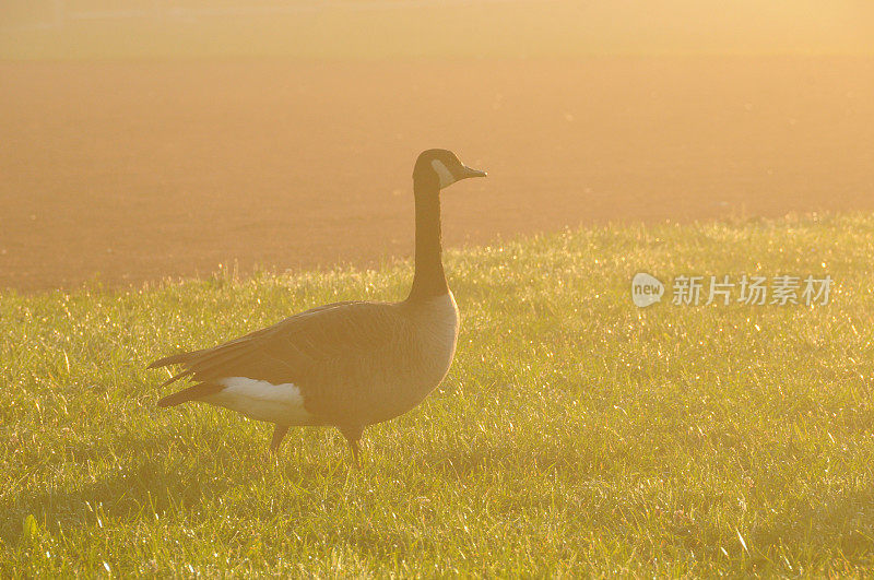 鹅黄色太阳