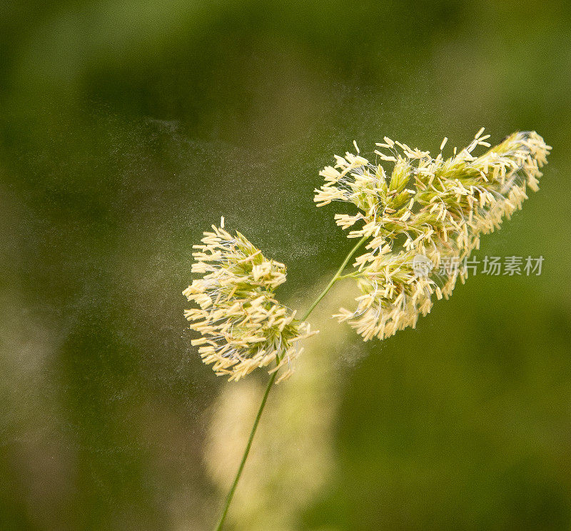 花粉从草