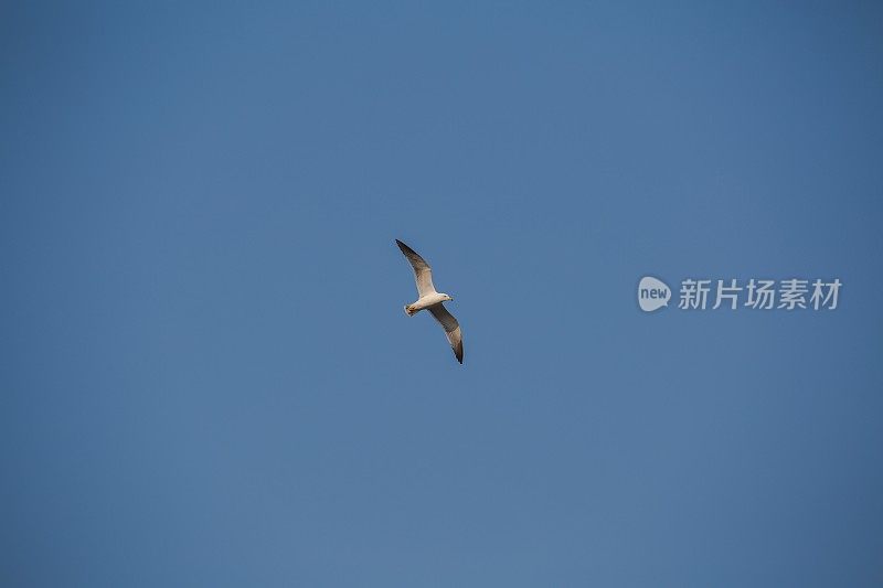 海鸥在天空中飞翔