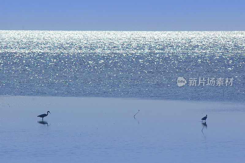 鸟在浅水里钓鱼