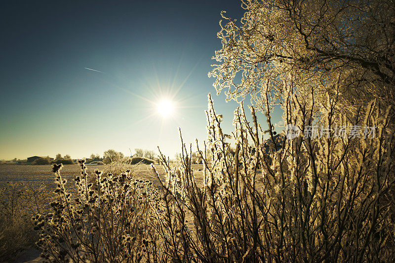 冬天的风景在晴朗的天空下，霜冻的灌木