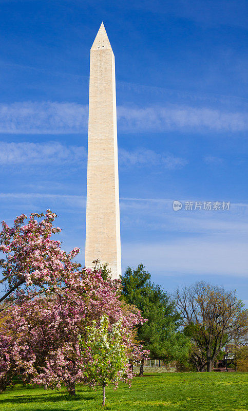 樱花盛开的华盛顿纪念碑，美国华盛顿特区。