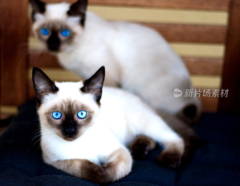 年幼的暹罗猫双胞胎看着相机