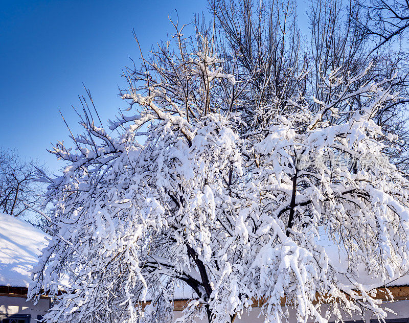 大雪覆盖的树