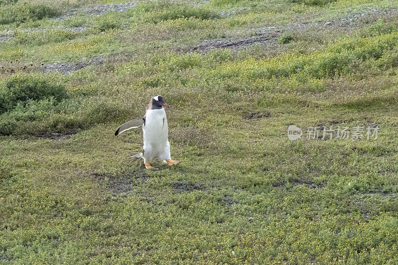 巴布亚企鹅