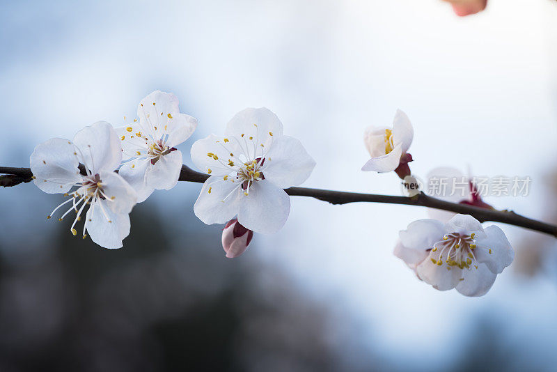 樱花樱花